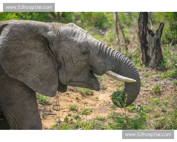 《辅助型英雄的崛起：在团队中发挥不可或缺的关键作用与战略价值》